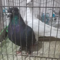 کفتر نر شکار