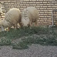 دوعدد گوسفند