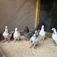 کبوتر|پرنده|لنگرود, |دیوار