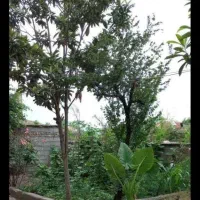 اجاره سوییت درحومه رشت شفت با تمام امکانات|اجارهٔ کوتاه‌مدت آپارتمان و سوئیت|شفت, |دیوار