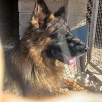 سگ ژرمن پاخرگوشی اصیل .معاوضه با طوله مالنیوز