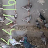 باسلام خدمت تموم عشق بازان عزیز 34 تا نر بی نظیر