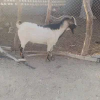 نری به فروش می رسد