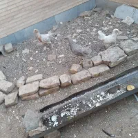 جوجه مرغ تزئینی|حیوانات مزرعه|یزد, |دیوار
