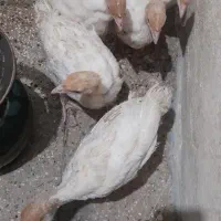 بوقلمون