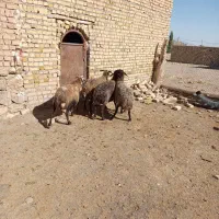 شش راس گوسفند دو بره دار بره‌ها نر