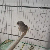 ۱۰عددقناری آگات مست بخون|پرنده|قزوین, |دیوار