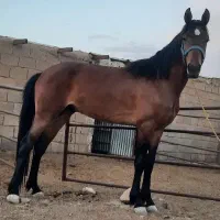 فروش نریان یک سر خارجی