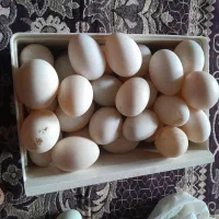 تخم اردک و غوغاز