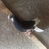 کبوتر شازده|پرنده|بافت, |دیوار