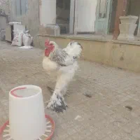 خروس برهما|حیوانات مزرعه|اصفهان, شفق|دیوار