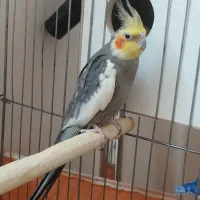 عروس هلندی نر