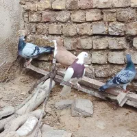 پرنده|پرنده|صابری, |دیوار