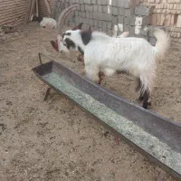 نربز فروشی|حیوانات مزرعه|پاکدشت, پاکدشت (مامازند)|دیوار