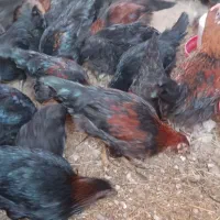 بوقلمون و نوچه|حیوانات مزرعه|ساوه, |دیوار