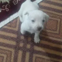 کوچولوی ناز|سگ|تربت جام, معدآباد|دیوار