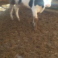 گوساله سیمینتال|حیوانات مزرعه|بیلوار, |دیوار