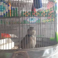 فروش دوعدد سهره مست مست کاگل بگیر