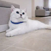 بریتیش چشم آبی