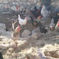 فروش خروس گلین و کوردی|حیوانات مزرعه|کارزان, |دیوار