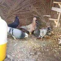 شیشتا نر دورنگ بشرط همچی عالی