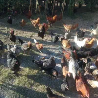 مرغ و خروس محلی|حیوانات مزرعه|شیراز, کفترک|دیوار