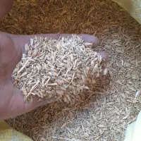 تخم کتان|لوازم جانبی حیوانات|بناب, |دیوار