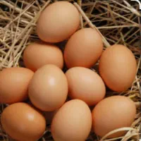 تخم مرغ محلی ارگانیک