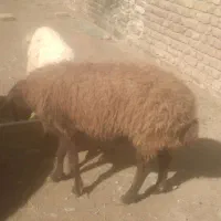 میش‌بزغاله|حیوانات مزرعه|تربت‌حیدریه, حاجی یار‎|دیوار