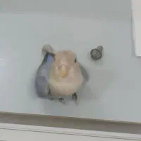 طوطی برزیلی