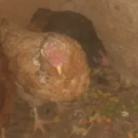 خروس اردک تخم گذار مرغ فروشی