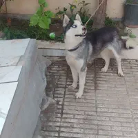 سگ هاسکی اصیل