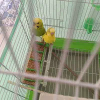 مرغ عشق|پرنده|گرمدره, |دیوار