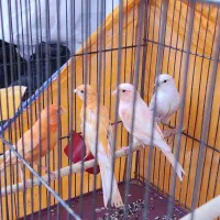 قناری سرخ|پرنده|سیرجان, |دیوار
