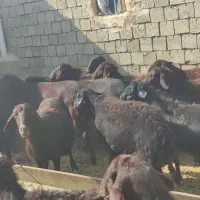 گوسفند نژاد قره قزل سیاه کبود