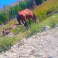 اسب، سواری سر دوم گیر