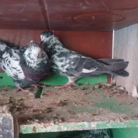 ۸عدد کفتر|پرنده|تهران, انبار نفت|دیوار