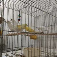 قناری نر و ماده