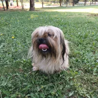 واگذاری سگ شیتزو اصیل