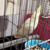 عروس هلندی به همراه جوجه|پرنده|بافت, |دیوار