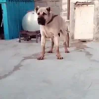 سگ سرابی نر