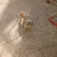 سگ پاکوتاه|سگ|سبزوار, امیر کبیر|دیوار