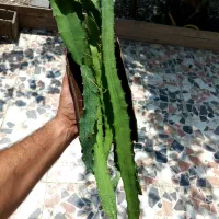 قلمه و نهال دراگون فروت زرد و صورتی