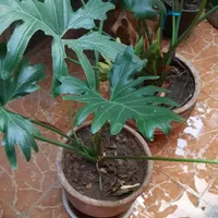 گل برگ انجیری