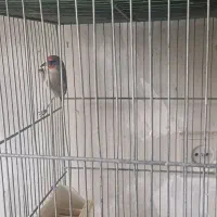 ماده سهره رام معاوضه با قناری