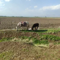 کره خر نر پنج ماهه گله ای