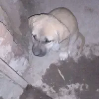 توله سگ سرابی