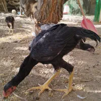 لاری|حیوانات مزرعه|هشتگرد, هیو|دیوار