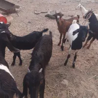 تعدادی کره گوشی|حیوانات مزرعه|بندر دیر, |دیوار