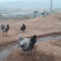 ۶ عدد کلشیر سرحال جوان به فروش میرسد|حیوانات مزرعه|قلعه شاهین, |دیوار